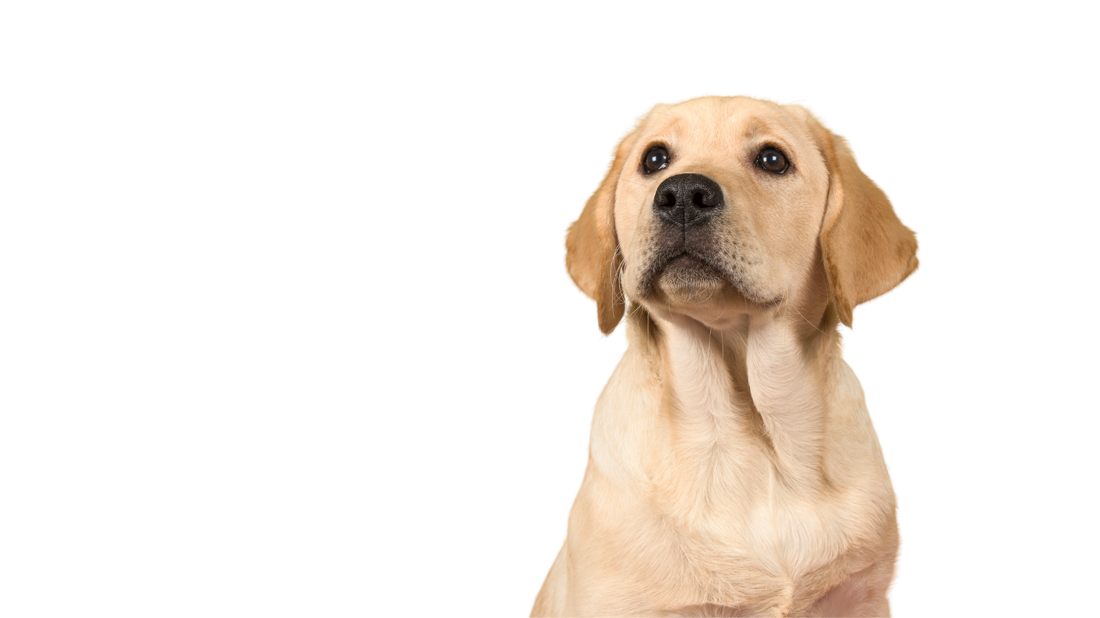Perro